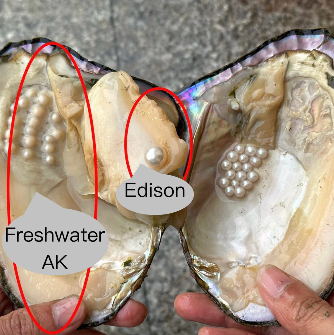 type of freshwater pearl