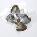 Freshwater Pearl Oysters