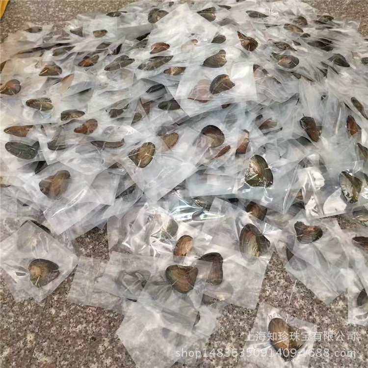Freshwater Pearl Oysters wholesale