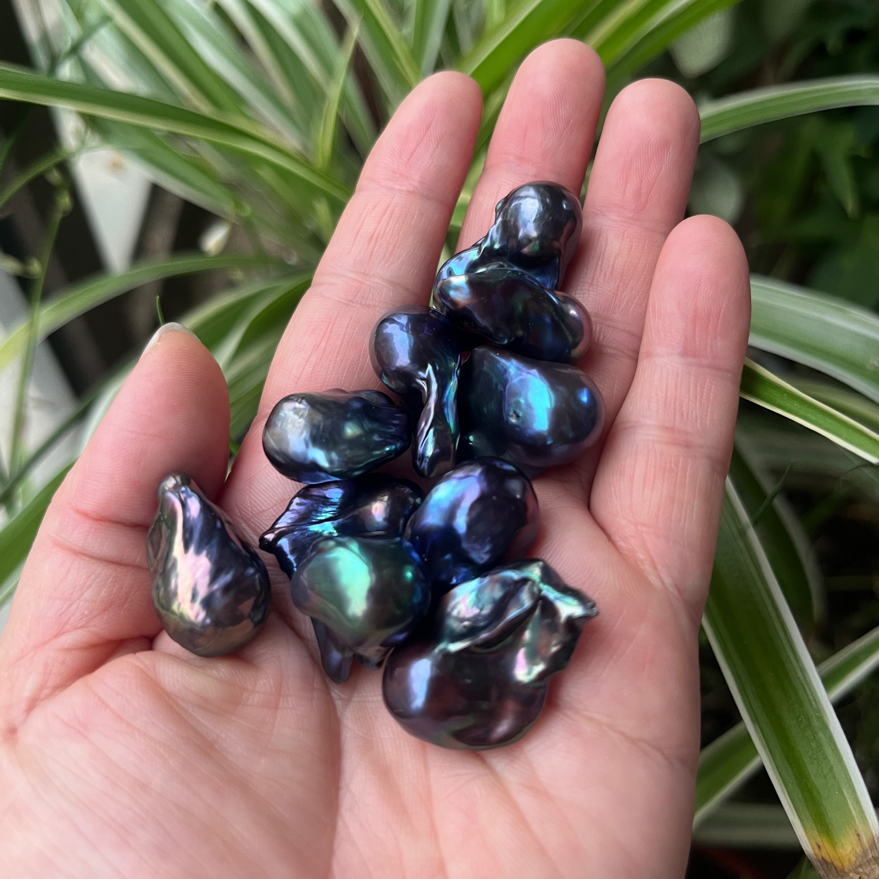 dye_peacock_black